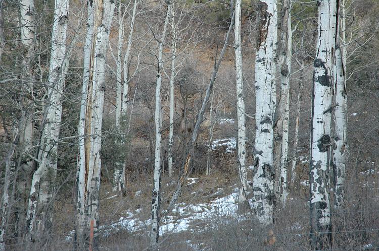 ouray0078.jpg - Find the Bull Elk