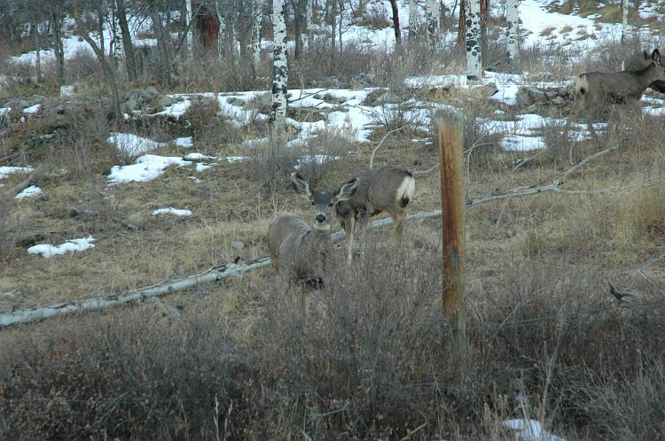 ouray0083.jpg