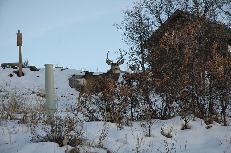 ouray0094.jpg - He comes with the property